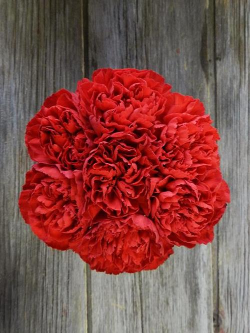 POMODORO RED CARNATIONS